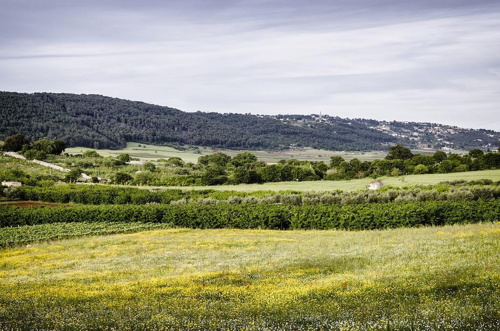 Masseria Mazzalorsa อัลเบโรเบลโล ภายนอก รูปภาพ