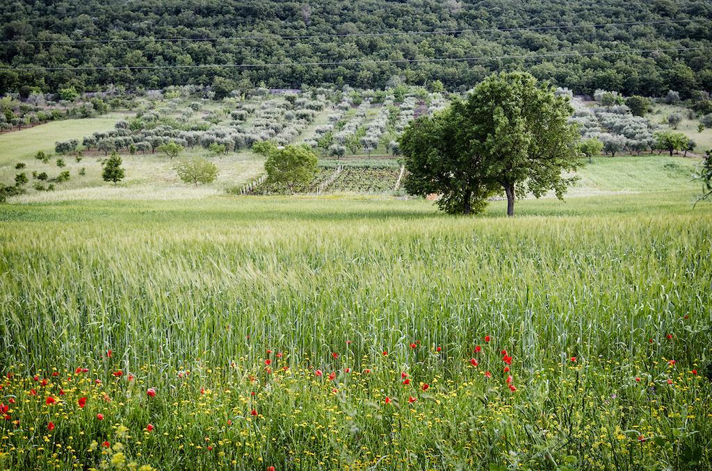 Masseria Mazzalorsa อัลเบโรเบลโล ภายนอก รูปภาพ